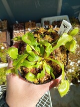 食虫植物 Dionaea muscipula Triton CK ハエトリソウ NO.1_画像1