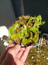 食虫植物 Dionaea muscipula Triton CK ハエトリソウ NO.2_画像2