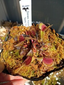 食虫植物 Dionaea muscipula Spoty CK ハエトリソウ