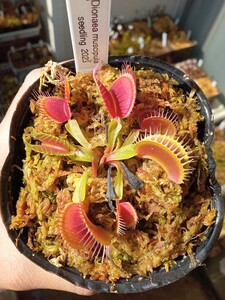 食虫植物 Dionaea muscipula seedling 2023 実生ハエトリソウ