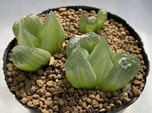 ★ 多肉植物 ★ ブルビネ ★ メセンブリアンテモイデス 実生苗 ★ 根あり ★_画像2