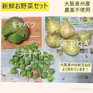 新鮮　春野菜セットD　キャベツ　芽キャベツ　 新玉ねぎ　農薬不使用　大阪泉州