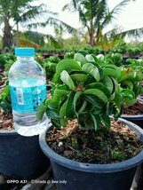 アデニウム ドーセットホーン CDP 獅子葉 種5粒 アラビカム コーデックス 巻葉 Adenium Dorset Horn 観葉植物 DHA 巻葉 カール 多肉植物_画像5