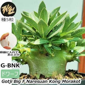 アデニウム ドワーフ 種子 5粒 G-bnk 塊根植物 アラビカム オベスム アラビクム オベサム