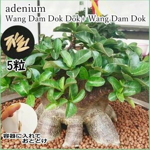 アデニウム ドワーフ wddd+wdd 種子 5粒 塊根植物 アラビカム オベスム アラビクム オベサム コーデックス