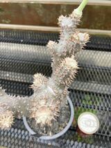 スーパースペシャル株 パキポディウム タッキー実生Pachypodium 多肉植物 gracilius ウィンゾリー 塊根植物 ユーフォルビア 大株 _画像4