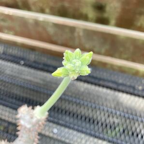 スーパースペシャル株 パキポディウム タッキー実生Pachypodium 多肉植物 gracilius ウィンゾリー 塊根植物 ユーフォルビア 大株 の画像6