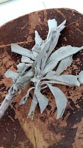  white sage leaf 5g.. natural stone . part shop human body thing spilichuaru