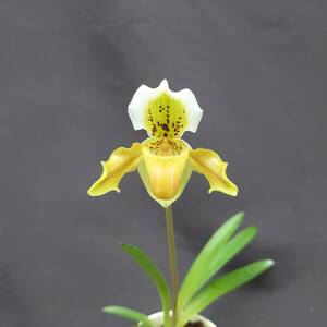 30.☆洋蘭パフィオペディラム(Paphiopedilum)属☆ Paph. exul 花付 80 size