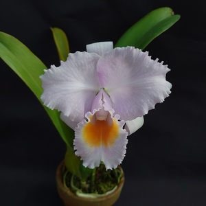 18.☆洋蘭カトレア(Cattleya)属☆ C. schroederae‘Popayan’ x self 花付 80 size