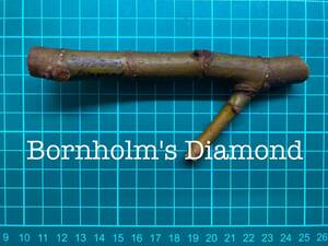 いちじく Bornholm's Diamond 挿し穂 1本（穂木・挿木）@764