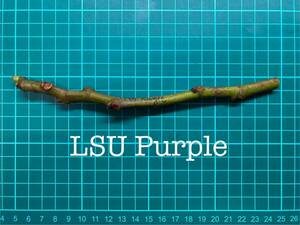 いちじく LSU Purple 挿し穂 1本（穂木・挿木）@804