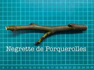 いちじく Negrette de Porquerolles 挿し穂 1本（穂木・挿木）@917