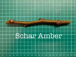 いちじく Schar Amber 挿し穂 1本（穂木・挿木）@926