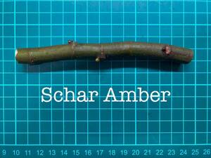 いちじく Schar Amber 挿し穂 1本（穂木・挿木）@973