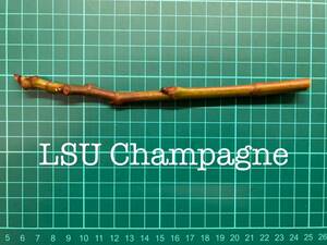 いちじく LSU Champagne 挿し穂 1本（穂木・挿木）@1104