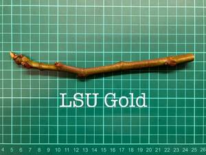 いちじく LSU Gold 挿し穂 1本（穂木・挿木）@1124