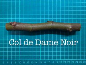 いちじく Col de Dame Noir 挿し穂 1本（穂木・挿木）@1141
