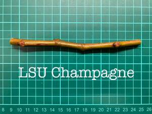 いちじく LSU Champagne 挿し穂 1本（穂木・挿木）@1149