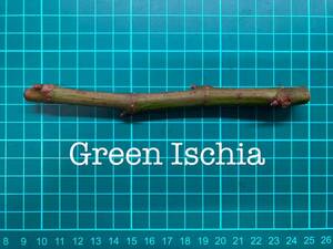 いちじく Green Ischia 挿し穂 1本（穂木・挿木）@1197