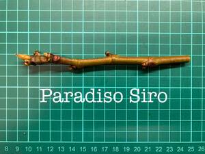 いちじく Paradiso Siro 挿し穂 1本（穂木・挿木）@1263