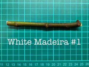 いちじく White Madeira #1 挿し穂 1本（穂木・挿木）@1292