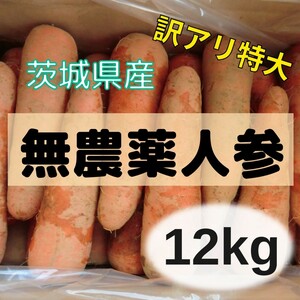 無農薬栽培！　にんじん『アロマレッド』　訳アリ特大サイズ　12ｋｇ　茨城県産 農家直送！