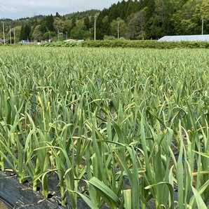 【青森県産】にんにく ホワイト六片 バラ 500ｇ 新物(令和5年)☆の画像5