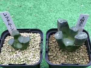 多肉植物 ハオルチア 万象2点セット 