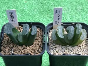 多肉植物 ハオルチア 玉扇2点セット① 