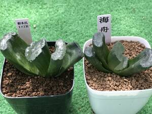 多肉植物 ハオルチア 玉扇2点セット 