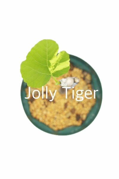 Jolly Tiger(ジョリータイガー) いちじく 斑入り苗木