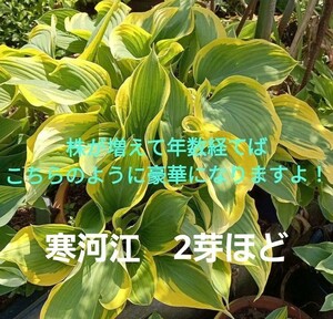 大型ギボウシ！宮崎県産　福じいちゃんのギボウシ　寒河江　２芽ほど抜き苗