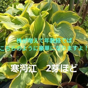 大型ギボウシ！宮崎県産　福じいちゃんのギボウシ　寒河江　２芽ほど抜き苗