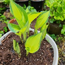 人気のホスタ！宮崎県産　福じいちゃんのギボウシ　ジューン　２芽ほど抜き苗②_画像5