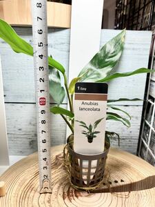 アヌビアス ランケオラータ 1POT 水草 陰性水草 (検索 クリプトコリネ 植物 熱帯魚 水槽 ADA シュリンプ ブセファランドラ コリドラス