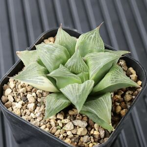 ハオルチア　マヤ錦　Haworthia maya f. variegata　斑入り　多肉植物　プレステラ90型深鉢に植え