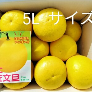 ☆高知産☆ ５Lサイズ 約１０Kg 訳あり 宿毛露地文旦 超大玉 １１～１３玉前後入り ☆ 家庭用☆ の画像1