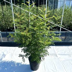 [ volume perfect score ] fraxinus griffithii stock ..10ps.@.. and more 