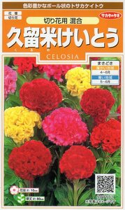 ◆久留米けいとう◆　【切り花用混合】　サカタのタネ