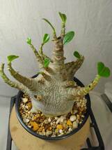 送料込【ドワーフ多頭】アデニウム ドワーフ adenium dwarf arabicum セラアート4号ロングごと発送 165_画像3