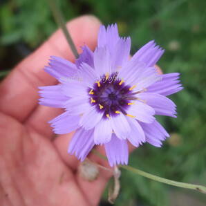 ∮ カタナンケ ブルー 耐寒 宿根草 ドライフラワー ルリニガナ ニガナ 草花 地植え 庭植え 鉢植え ガーデニング の画像1