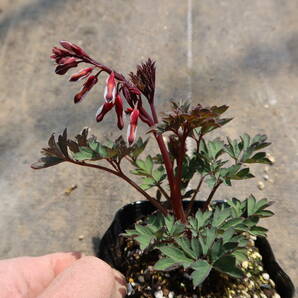 ∮濃色 濃赤 オレンジ 赤花 タイツリソウ バレンタイン ディセントラ 押し花 たいつり草 耐寒 宿根草 地植え 鉢植え 庭植え ガーデニング の画像6