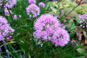 ∮ 屋外越冬株 アメリカ Perennial Plant of Year2018受賞品種 球根ではなく宿根性 アリウム ミレニアム 耐寒 宿根草 地植え 鉢植え