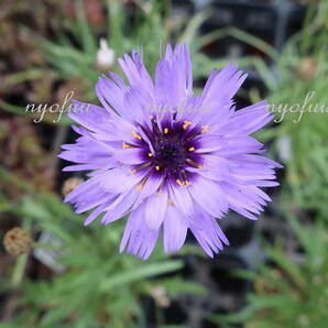 ∮ カタナンケ ブルー 耐寒 宿根草 ドライフラワー ルリニガナ ニガナ 草花 地植え 庭植え 鉢植え ガーデニング の画像2