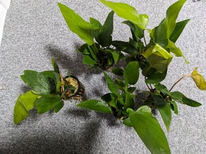  Anubias is stay fo rear 1POT