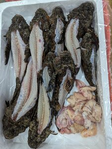 高級鮮魚オコゼ超赤字覚悟の100円スタート!