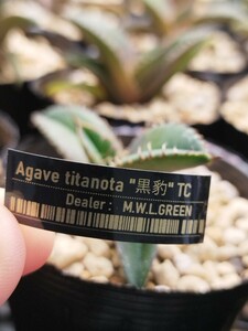 《M.W.L.GREEN》Agave titanota black pantherアガベチタノタ 黒豹 TC ネームステッカー付き ①