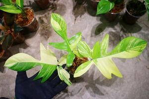 No.07/-TGK-/フィロデンドロン ハイブリッド フロリダビューティー/Philodendron Hybrid 'Florida Beauty'