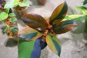 No.01/-TGK-r50404-/Philodendron Black Cardinal 'Variegated No.2'/フィロデンドロン ブラック カーディナル 斑入り